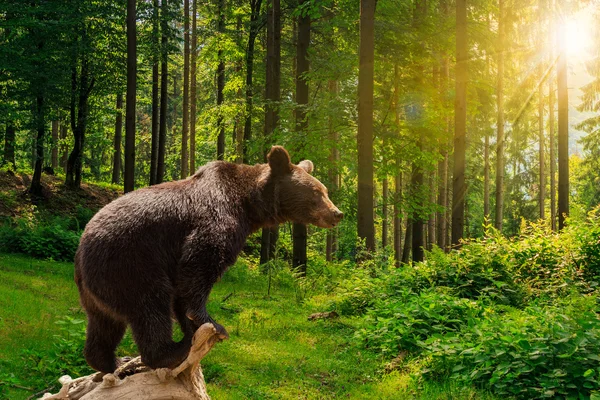 Neugieriger kleiner Bär im Wald — Stockfoto