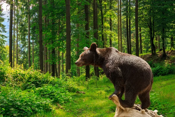 Curioso osito en el bosque — Foto de Stock