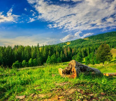 ormanları yakınında bir yamaca giriş