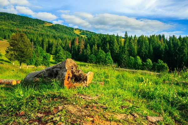 Колода на схилі пагорба біля лісів — стокове фото