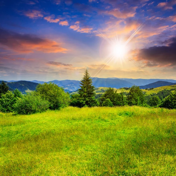 Albero di conifere su un pendio di montagna al tramonto — Foto Stock