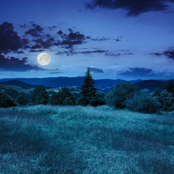 Árvore conífera em uma encosta de montanha à noite — Fotografia de Stock
