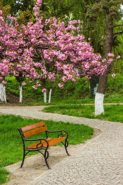 Fleurs de sakura fleuries sur le banc — Photo