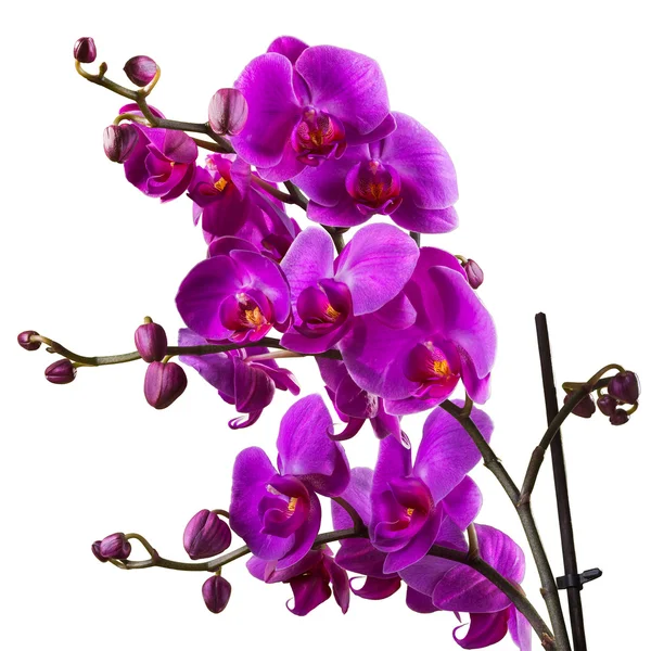 Lila orkidé blomma på vit bakgrund — Stockfoto