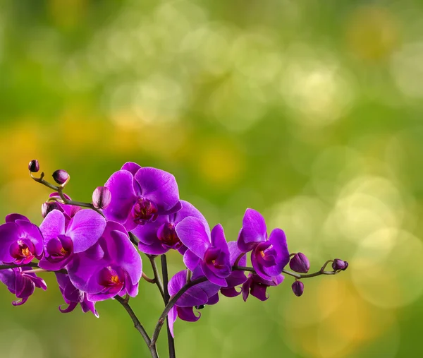 Flor de orquídea fucsia sobre fondo borroso — Foto de Stock