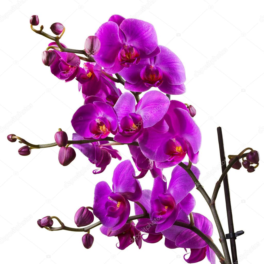 purple orchid flower on white background