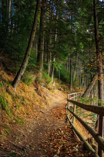 Caminhadas matinais na floresta de outono — Fotografia de Stock