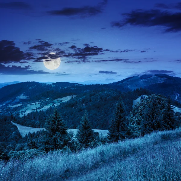夜の山の斜面上における針葉樹林 — ストック写真