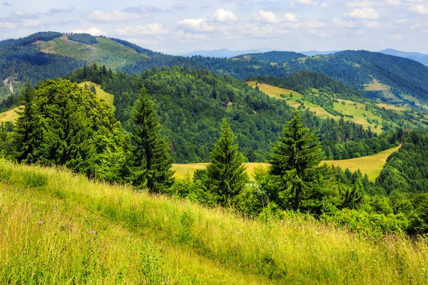 Foresta di conifere su un pendio di montagna — Foto Stock