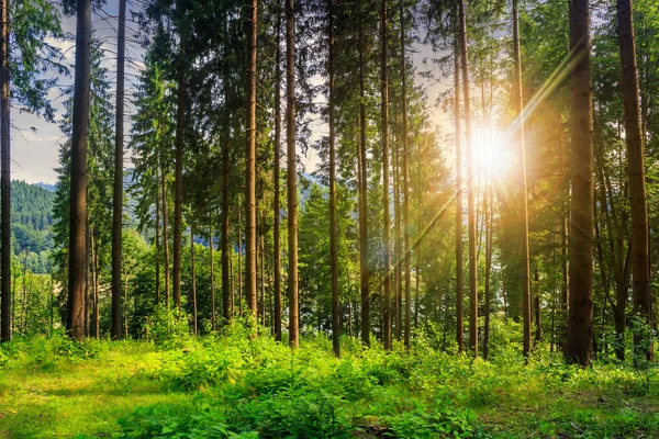 Clareira florestal à sombra das árvores ao pôr do sol — Fotografia de Stock