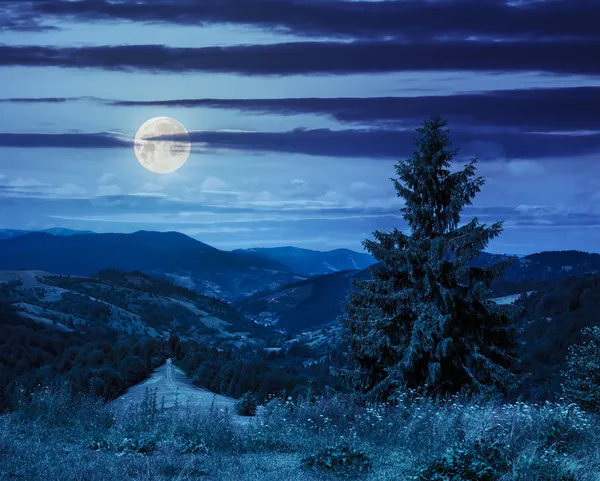 Coniferous forest on a  mountain slope at night — Stock Photo, Image