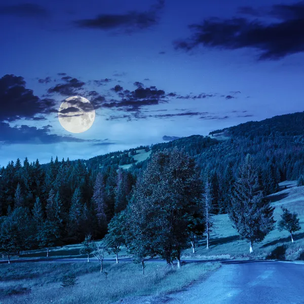 Going to coniferous forest at night — Stock Photo, Image