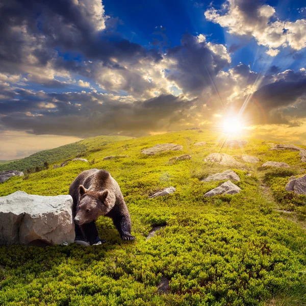 日没の丘の中腹に石の間でクマします。 — ストック写真