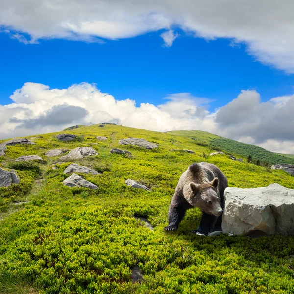 Oso entre piedras en la ladera — Foto de Stock