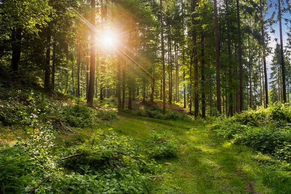 Claro bosque a la sombra de los árboles a la luz del sol — Foto de Stock