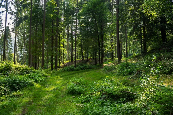 Forest glade in  shade of the trees — Stock Photo, Image