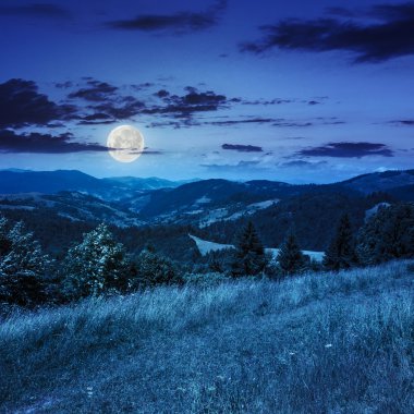 Geceleri dağlarda valley yakınındaki çam ağaçları