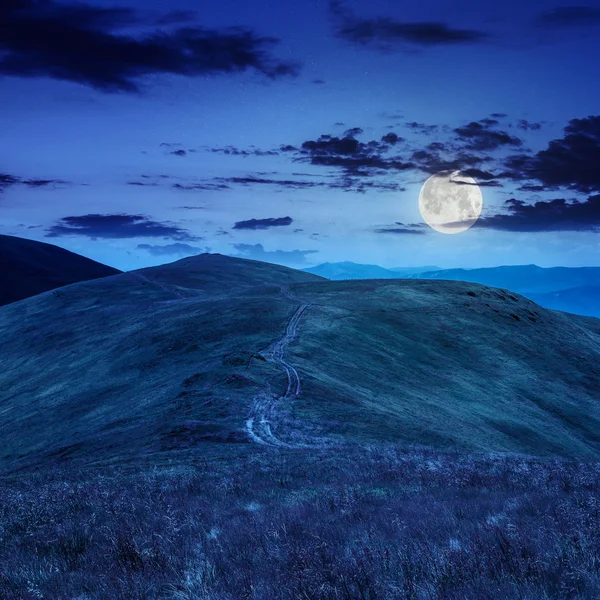 Gece dağın tepesindeki yüksek vahşi bitkiler — Stok fotoğraf