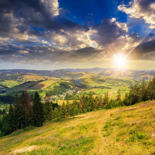 Pini vicino a valle in montagna al tramonto — Foto Stock