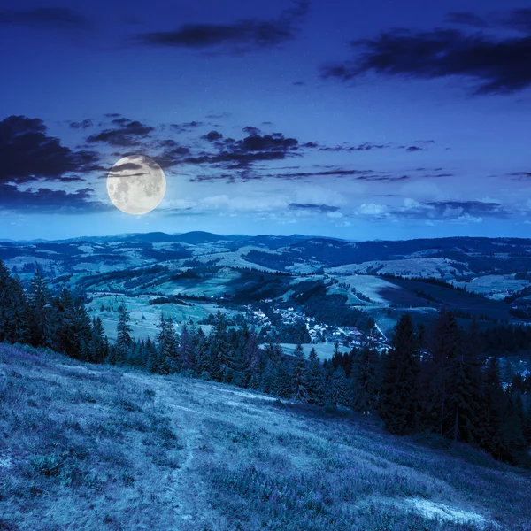 Pinos cerca del valle en las montañas por la noche —  Fotos de Stock