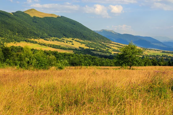 Árboles cerca del valle cerca de un pie de montaña —  Fotos de Stock