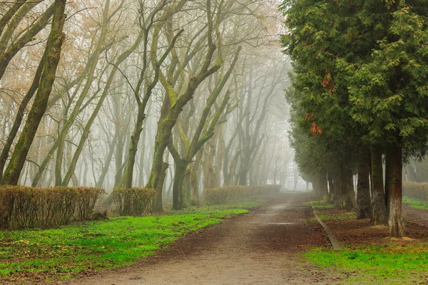 Road In Mysterious a bit creepy and misty Park — Stock Photo, Image