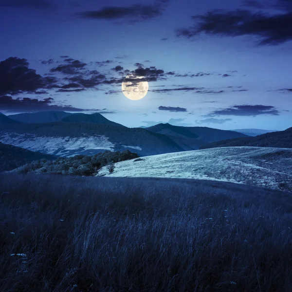 Árvores perto do vale nas montanhas à noite — Fotografia de Stock