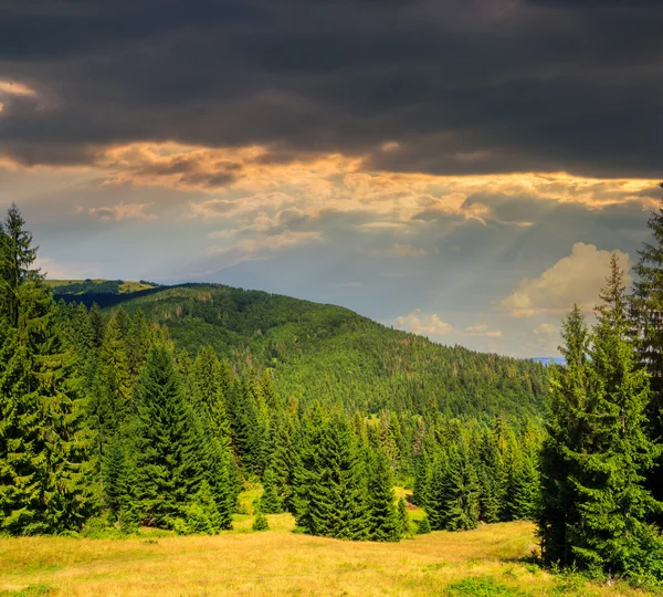 Foresta di conifere su un pendio di montagna al tramonto — Foto Stock