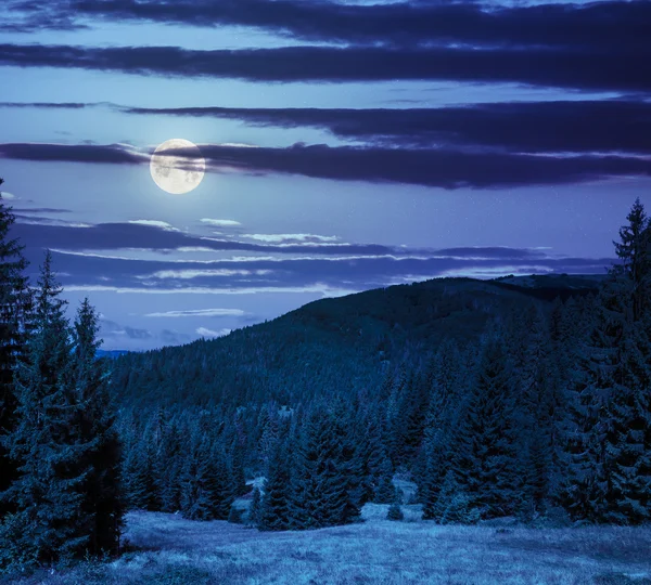 Jehličnatý Les na horském svahu v noci — Stock fotografie