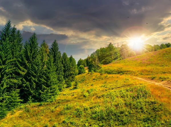 Хвойні ліси на гірському схилі на заході сонця — стокове фото