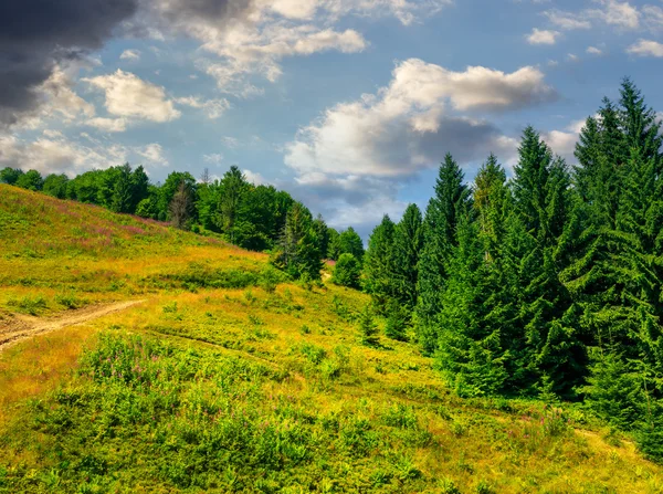 Floresta de coníferas em uma encosta de montanha — Fotografia de Stock