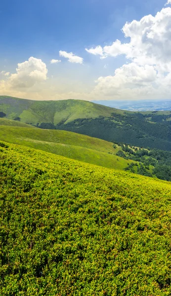 Hoge wilde planten op de bergtop bij zonsopgang — Stockfoto