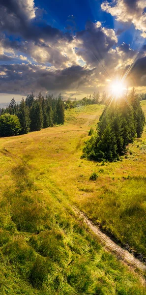 Pădure de conifere pe o pantă de munte la apusul soarelui — Fotografie, imagine de stoc