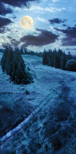 Floresta conífera em uma encosta de montanha à noite — Fotografia de Stock