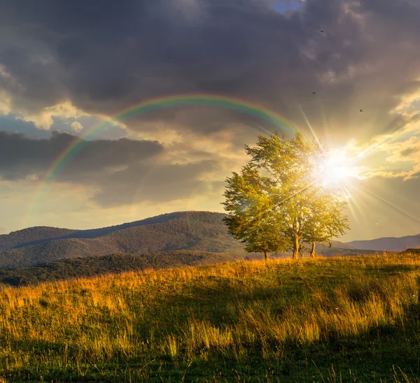 Alberi vicino a valle in montagne su pendio al tramonto — Foto Stock