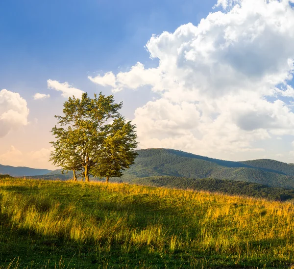 Bäume in Talnähe in den Bergen am Hang — Stockfoto