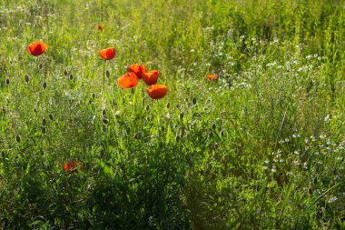 haşhaş otu ve papatyalar arasında