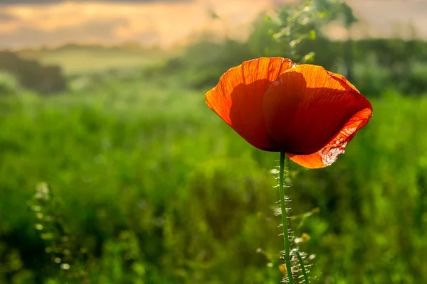 Red poppy on a blurred background  at sunset — Stock Photo, Image