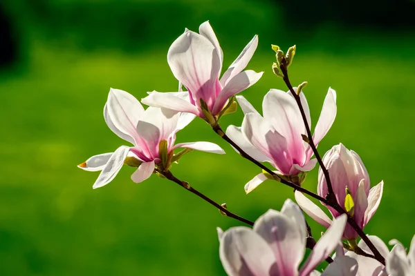 Magnolia λουλούδια σε φόντο blury — Φωτογραφία Αρχείου