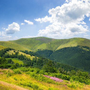 dağ üstünde yüksek vahşi bitkiler