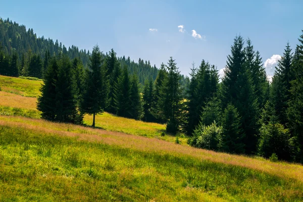 Naaldhout bos op een berghelling — Stockfoto