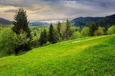 çam ağaçlarının yamaca dağlarda valley yakınındaki
