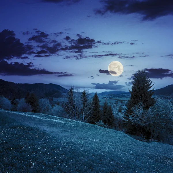 Pinheiros perto do vale em montanhas à noite — Fotografia de Stock