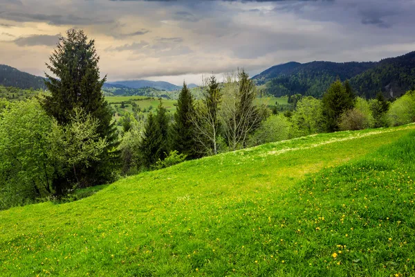 Alberi di pino vicino a valle in montagne su pendio — Foto Stock