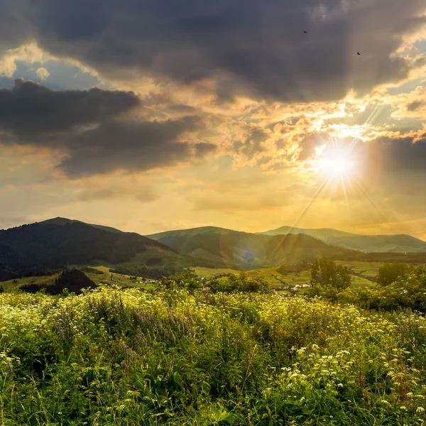 Altas plantas selvagens nas montanhas ao pôr do sol — Fotografia de Stock