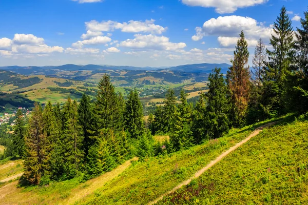 A hegy lejtőjén tűlevelű erdő — Stock Fotó