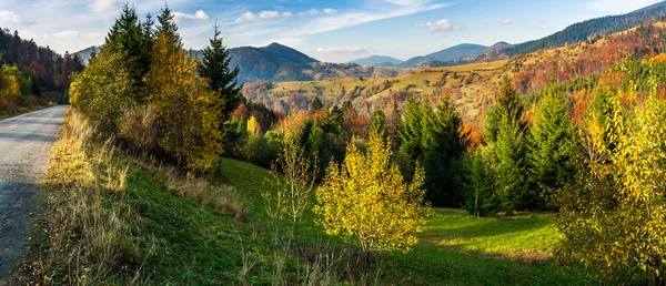 Floresta de coníferas em uma encosta de montanha — Fotografia de Stock