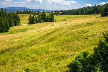 çam ağaçlarının yakınındaki Vadisi dağ yamacında