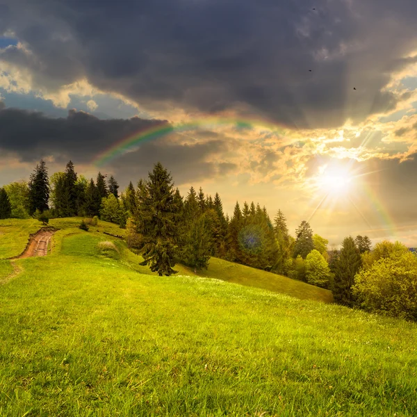 Pine trees near valley on mountain slope at sunset — Stock Photo, Image