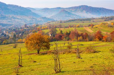 Kırsal alanlarda renkli yapraklar içinde ağaçlar. Sonbaharda Karpat Dağları 'nın çimenli, yuvarlanan tepeleriyle güzel bir kırsal alan. Uzak vadideki puslu atmosfer